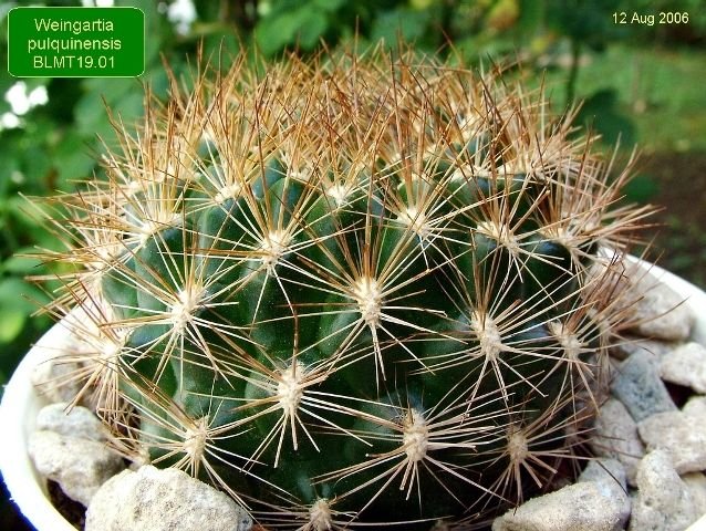 Weingartia _pulquinensis_ BLMT19.01 _01